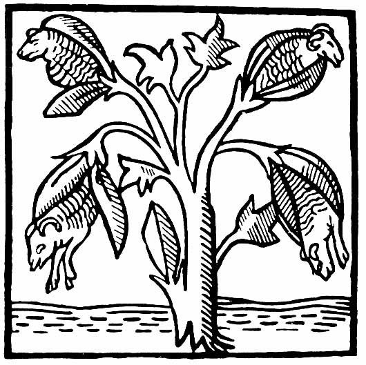 Sheep plant 2.jpg